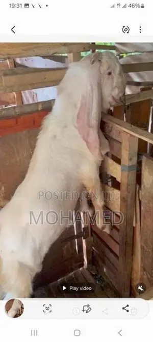 Jamunapari Male Goat