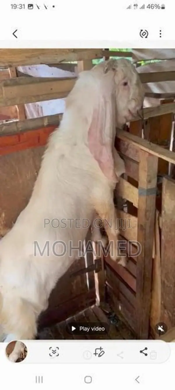 Jamunapari Male Goat