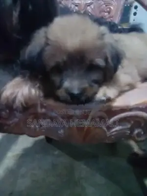 Shih Tzu Puppies