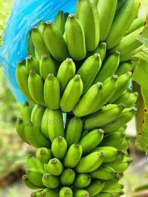 Bingiriya- banana and coconut cultivated land for sale (SSPL-413)