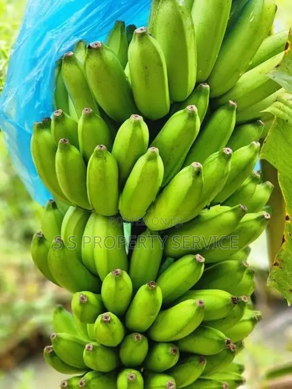 Bingiriya- banana and coconut cultivated land for sale (SSPL-413)