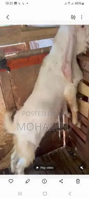 Jamunapari Male Goat