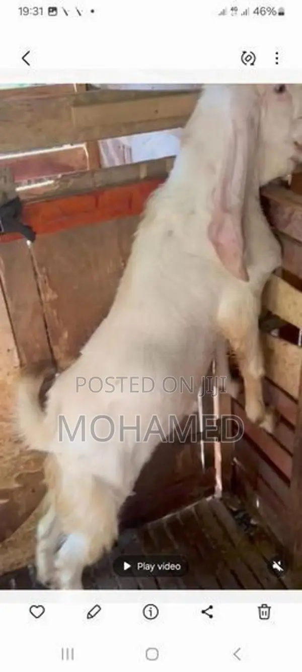 Jamunapari Male Goat