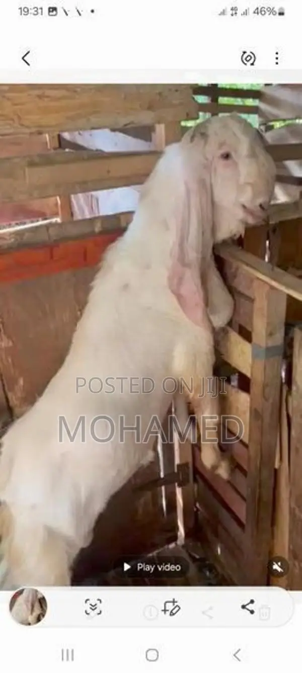 Jamunapari Male Goat