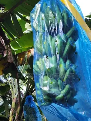 Bingiriya- banana and coconut cultivated land for sale (SSPL-413)
