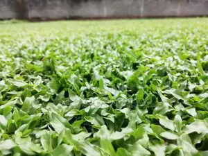 Malaysian Grass