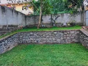 Malaysian Grass