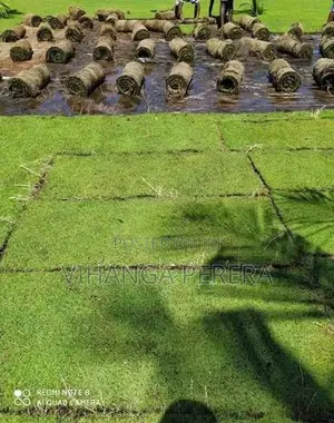 Malaysian Grass