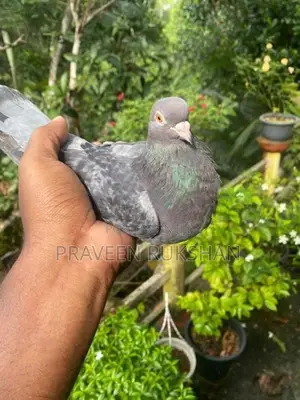 Pigeon