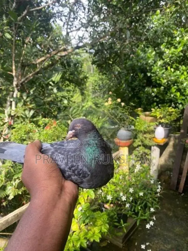Pigeon