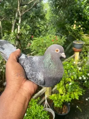 Pigeon