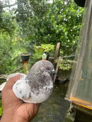 Pigeon