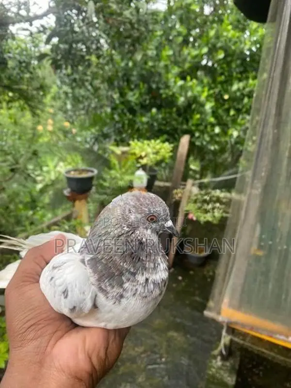 Pigeon