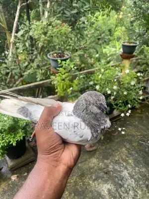 Pigeon