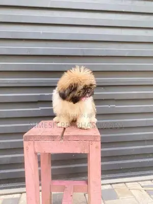 Shih Tzu Puppies
