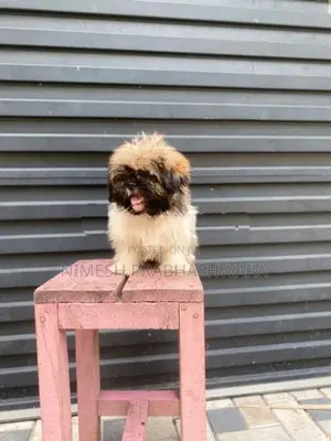 Shih Tzu Puppies