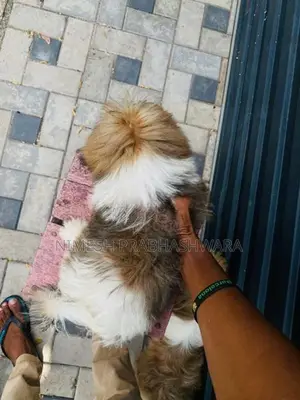 Shih Tzu Puppies