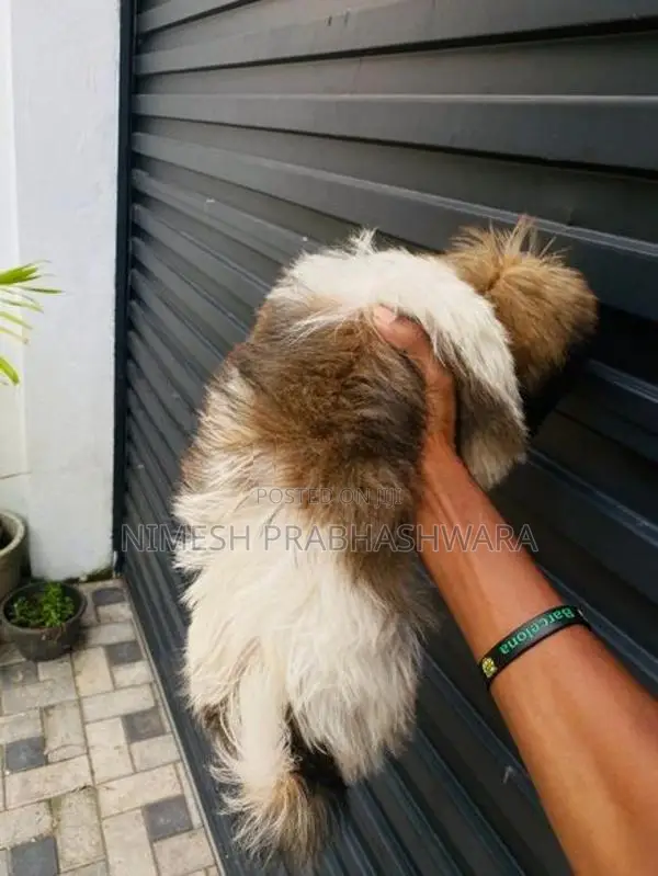 Shih Tzu Puppies
