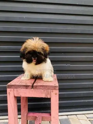 Shih Tzu Puppies