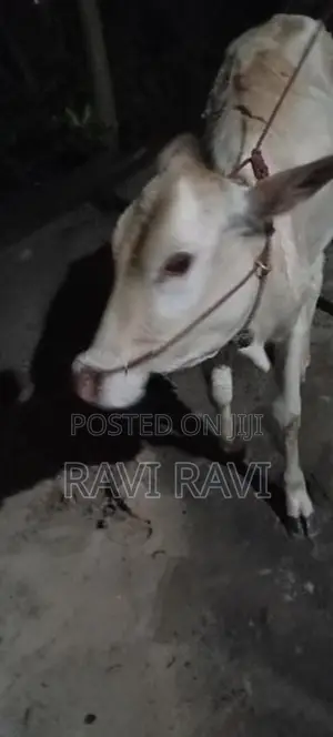 Farm Cow