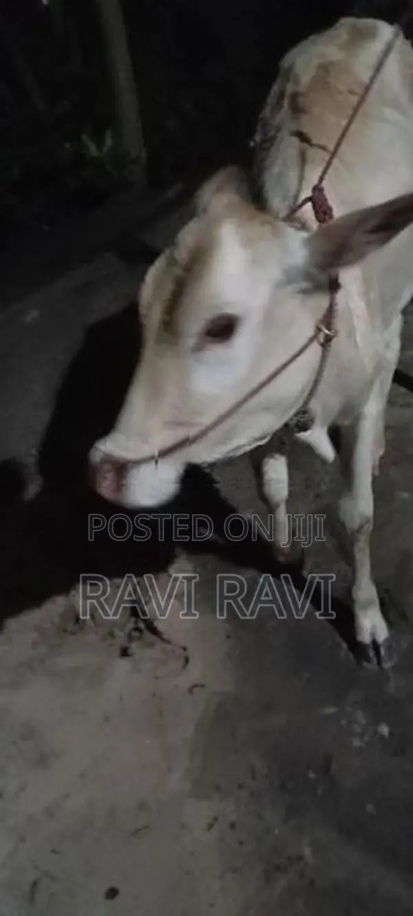 Farm Cow