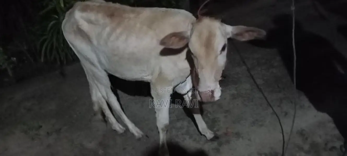 Farm Cow