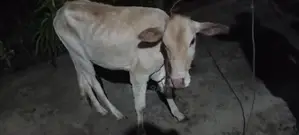 Farm Cow