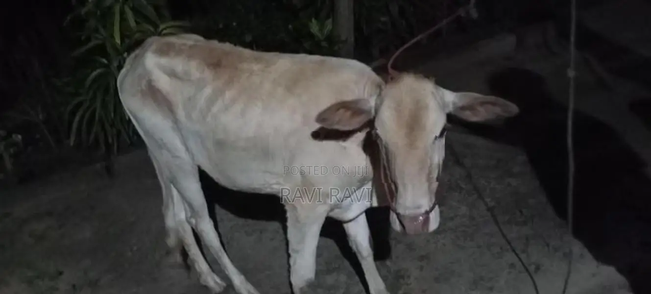Farm Cow