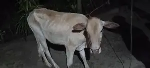 Farm Cow