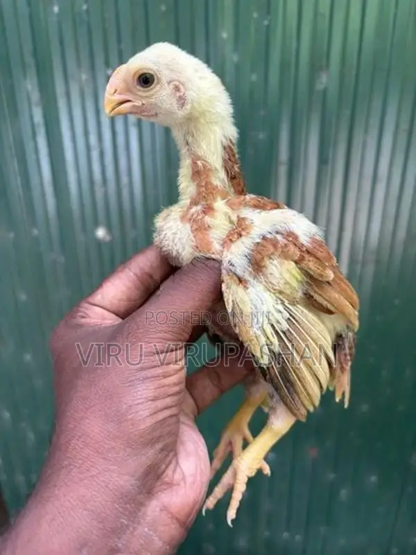 Parrotbeak Chicks
