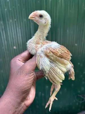 Parrotbeak Chicks
