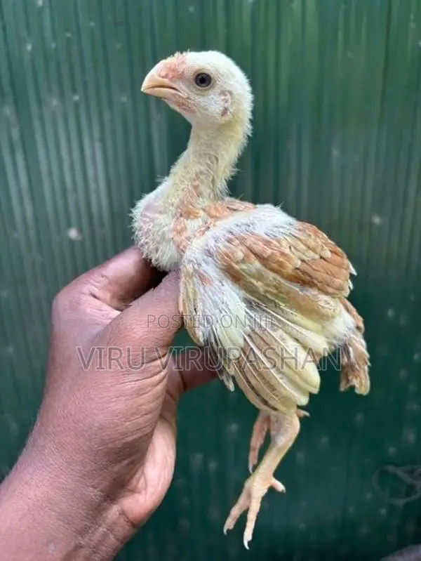 Parrotbeak Chicks