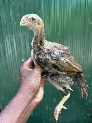 Parrotbeak Chicks