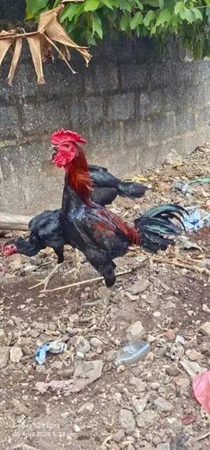 Rooster