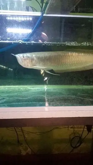 Silver Arowana Fish