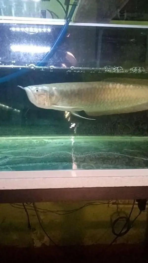 Silver Arowana Fish
