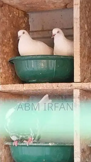 Pigeons