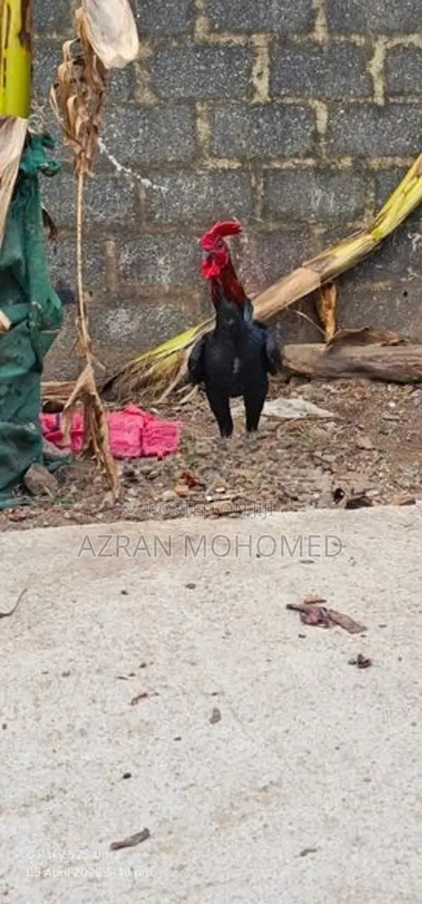 Rooster