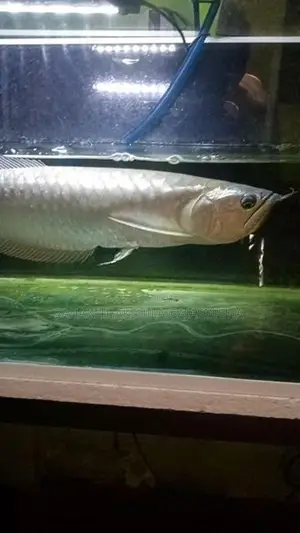 Silver Arowana Fish