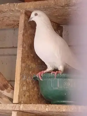 Pigeons