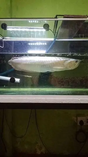 Silver Arowana Fish