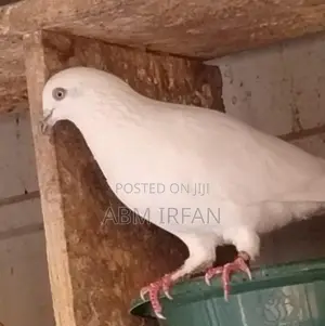 Pigeons