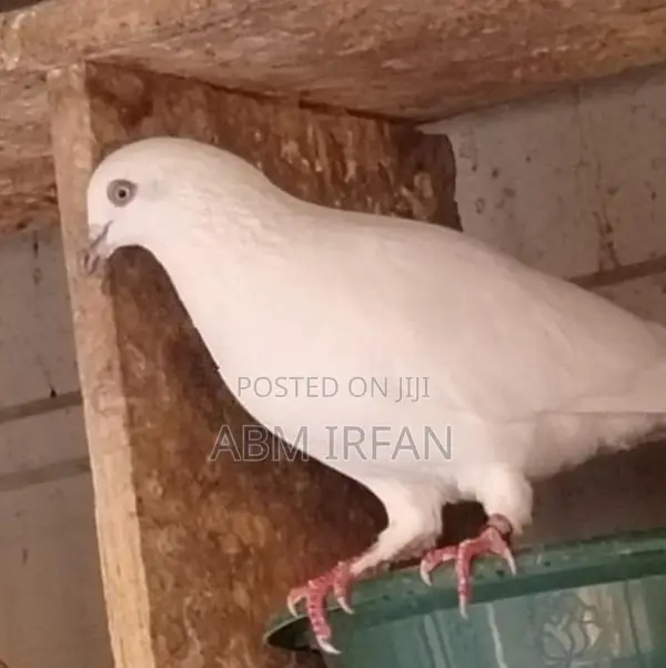 Pigeons
