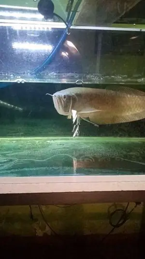 Silver Arowana Fish
