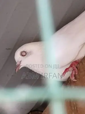 Pigeons