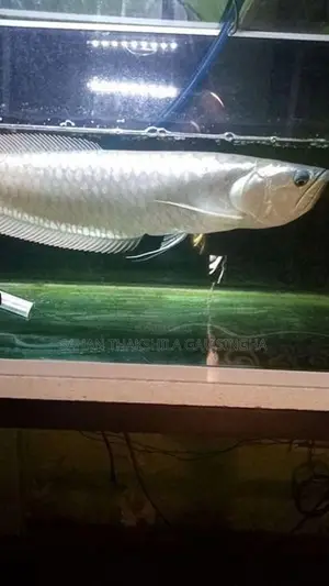 Silver Arowana Fish