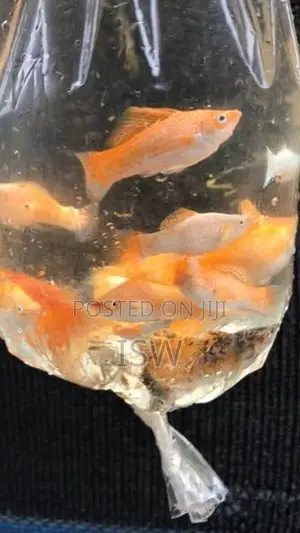 Moli Breeding Pairs