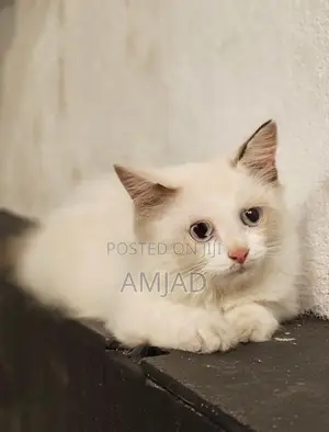 White Persian Cat
