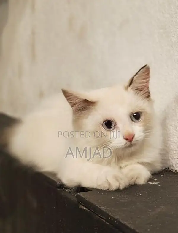 White Persian Cat