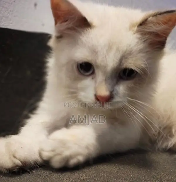 White Persian Cat
